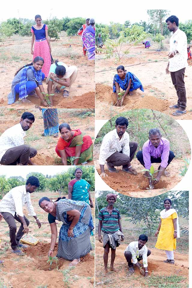 APK-tree-planting-1