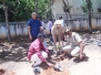 manos tree plantation